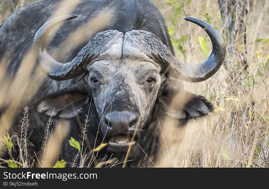 Closeup Photo Of Black Buffalo