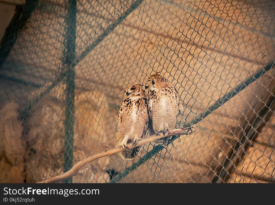 Two Brown Owls