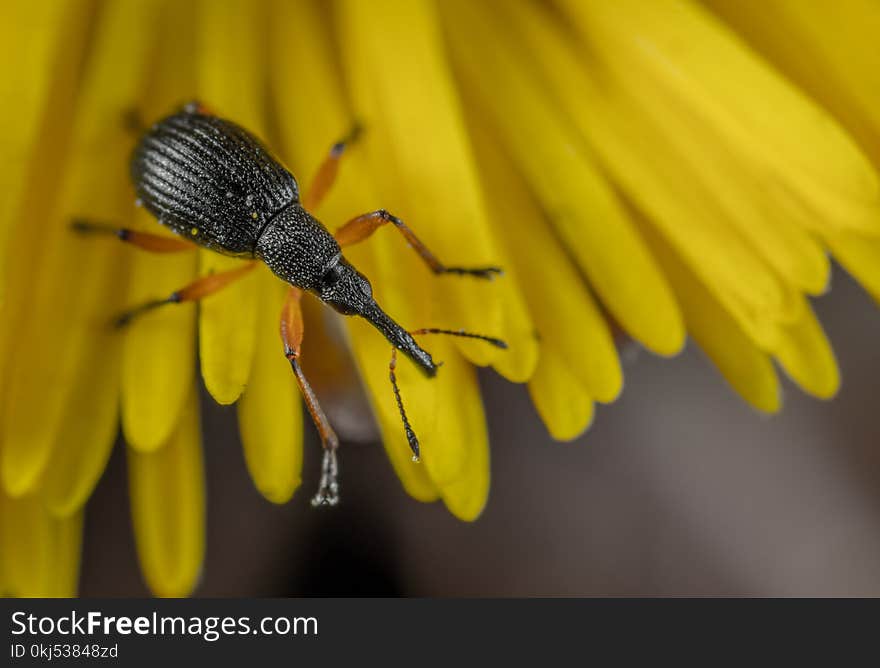 Weevil Closeup Photography