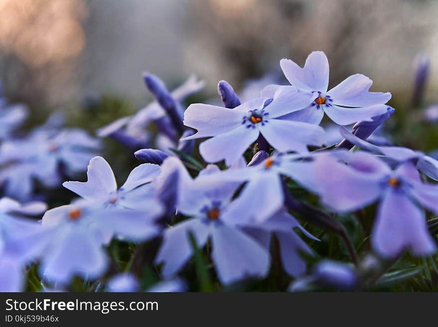 Purple Phlox Flowers