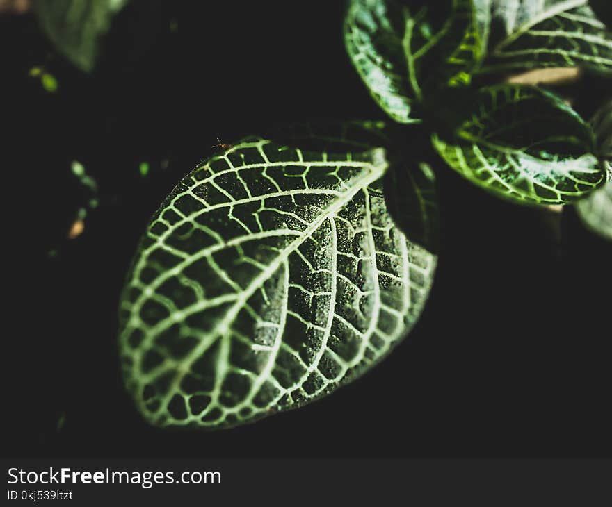 Shallow Photography Of Green Leaf