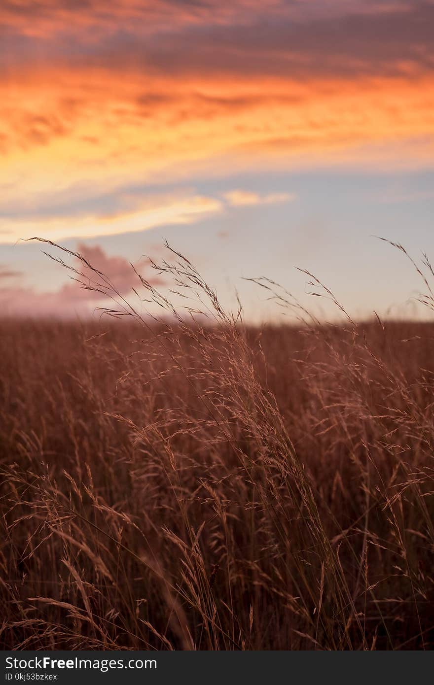 Rice Field