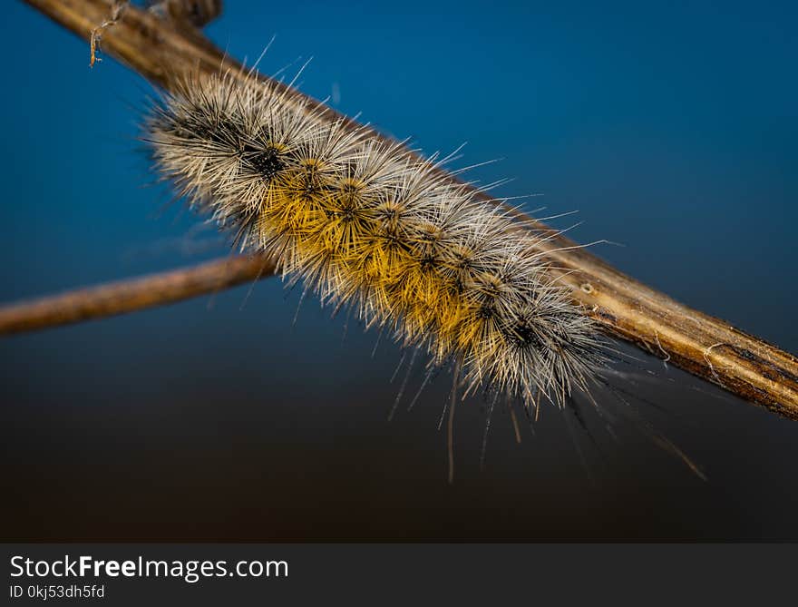 Close-up Photography of Brown Moth Caterpillar