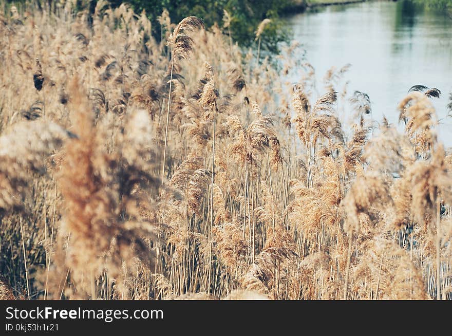 Grass Near Water