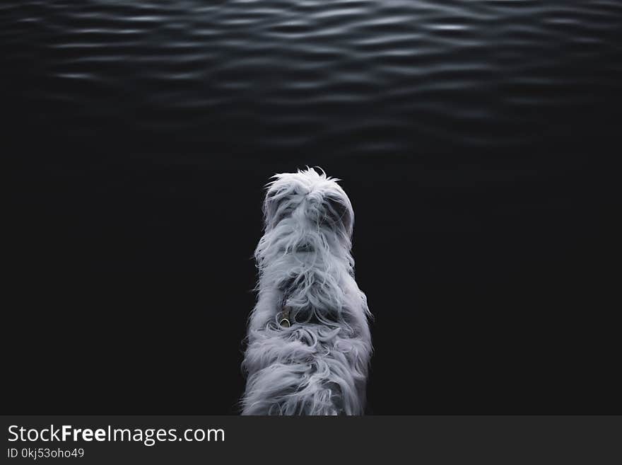 White Animal Near Body of Water