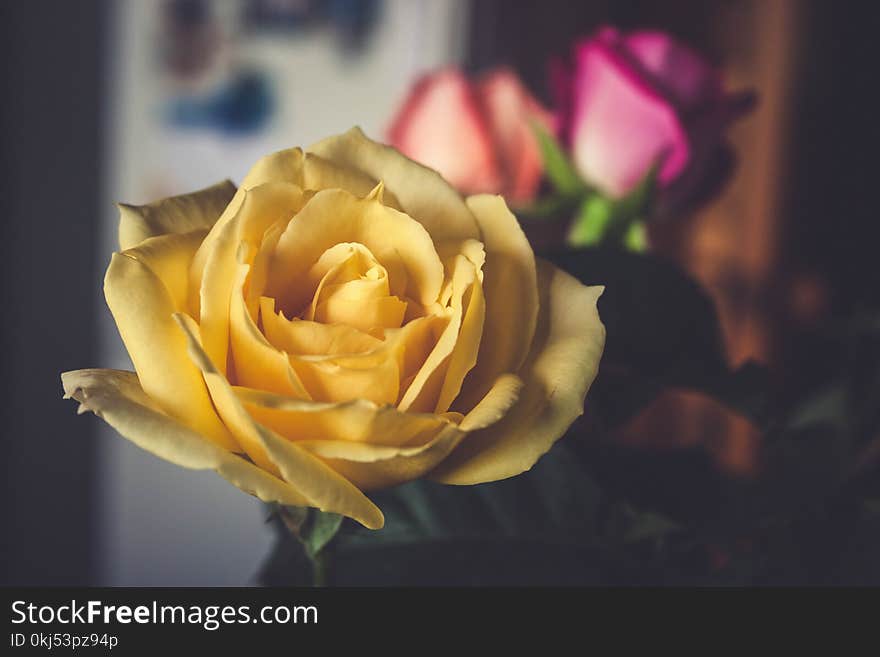 Yellow Rose Flower