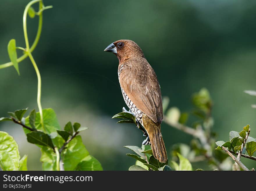 Closeup Photography of Brown and Grey Bird Perched on Leaf Plant