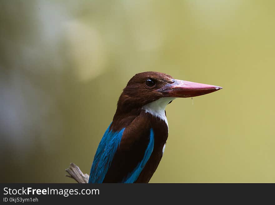 Blue and Black Bird on Branch at Daytime