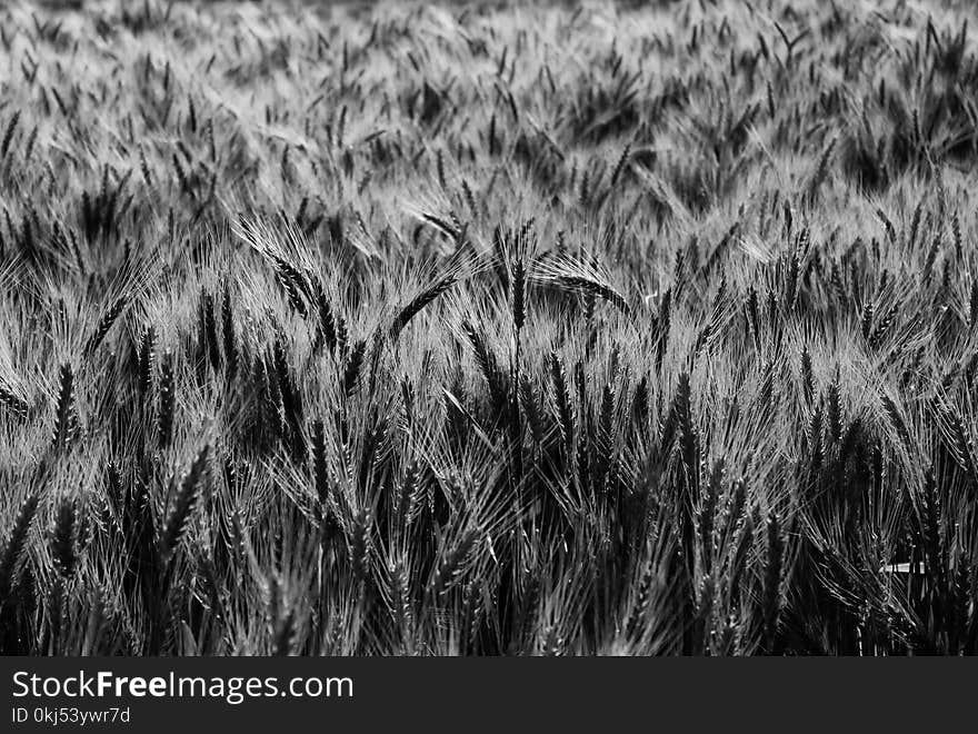 Grayscale of Wheat Digital Wallpaper