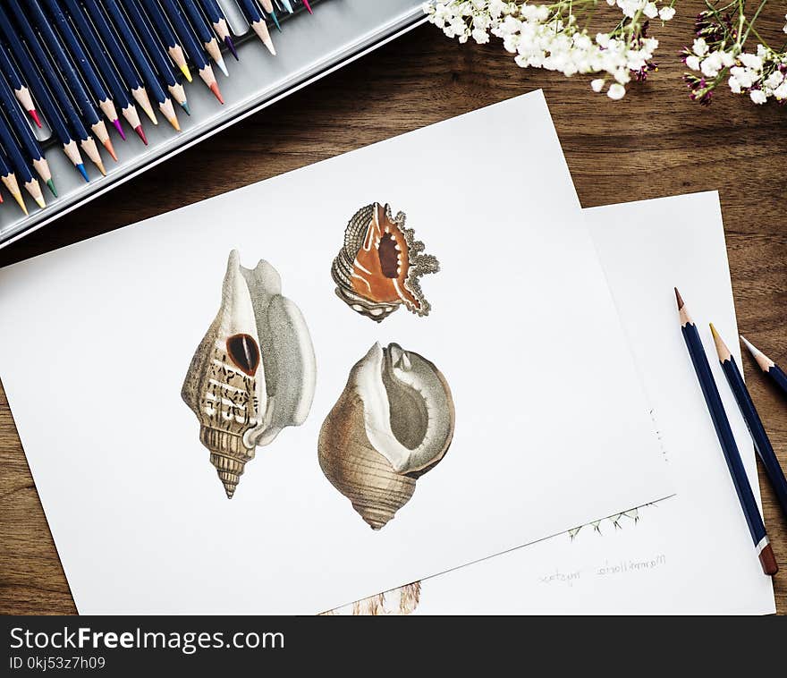 Brown and Red Conch Shell Drawing on White Paper Beside Three Pencils