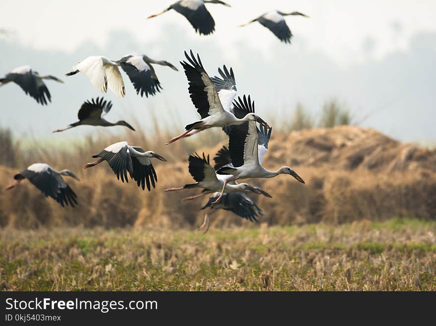 White and Black Birds