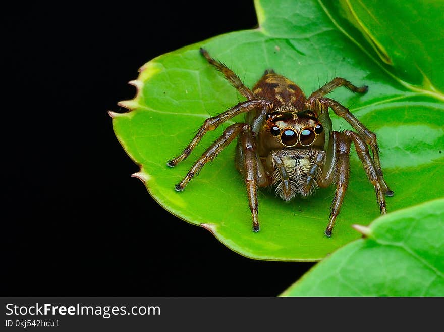 Brown Jumping Spider on Green Leaf Plant