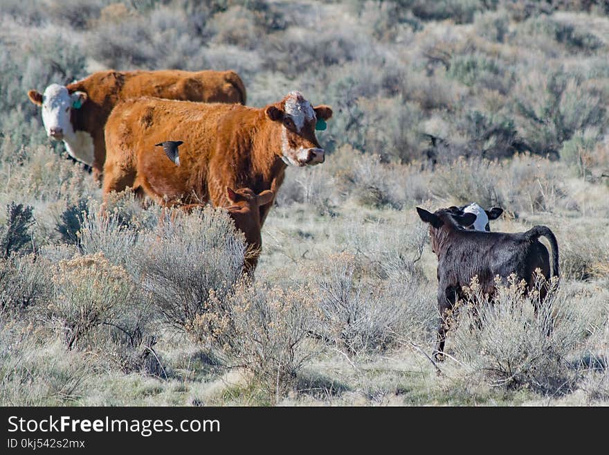 Brown and White Cattle