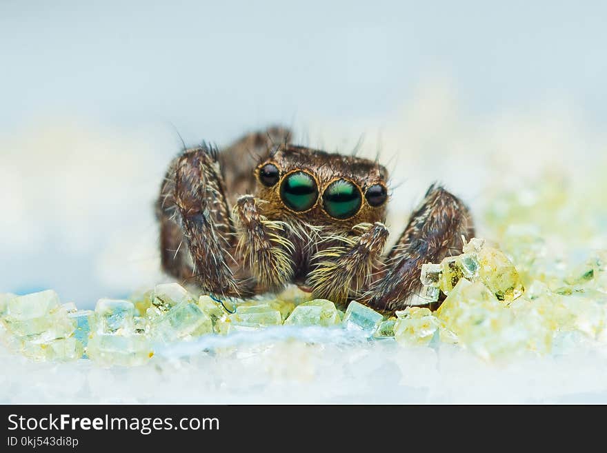 Brown Jumping Spider in Macro Photography