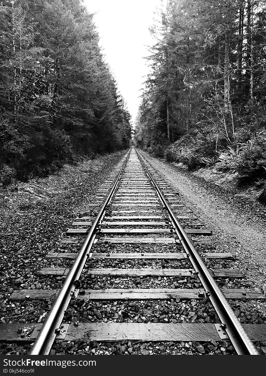 Grayscale Photography of Railway Surrounded by Trees