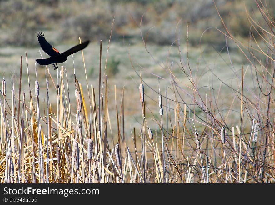 Black Bird on Brown Grass