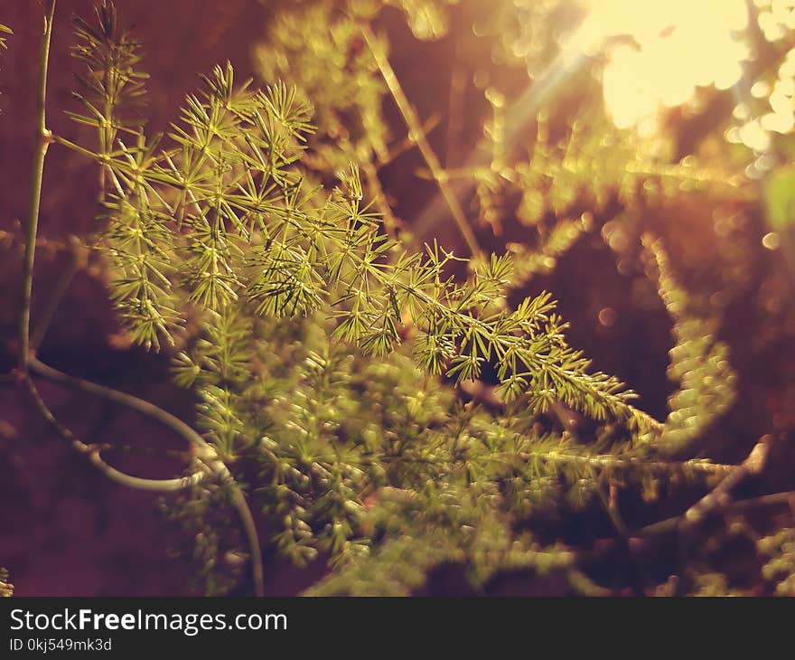 Selective-focus Photography of Green Leaf Plant