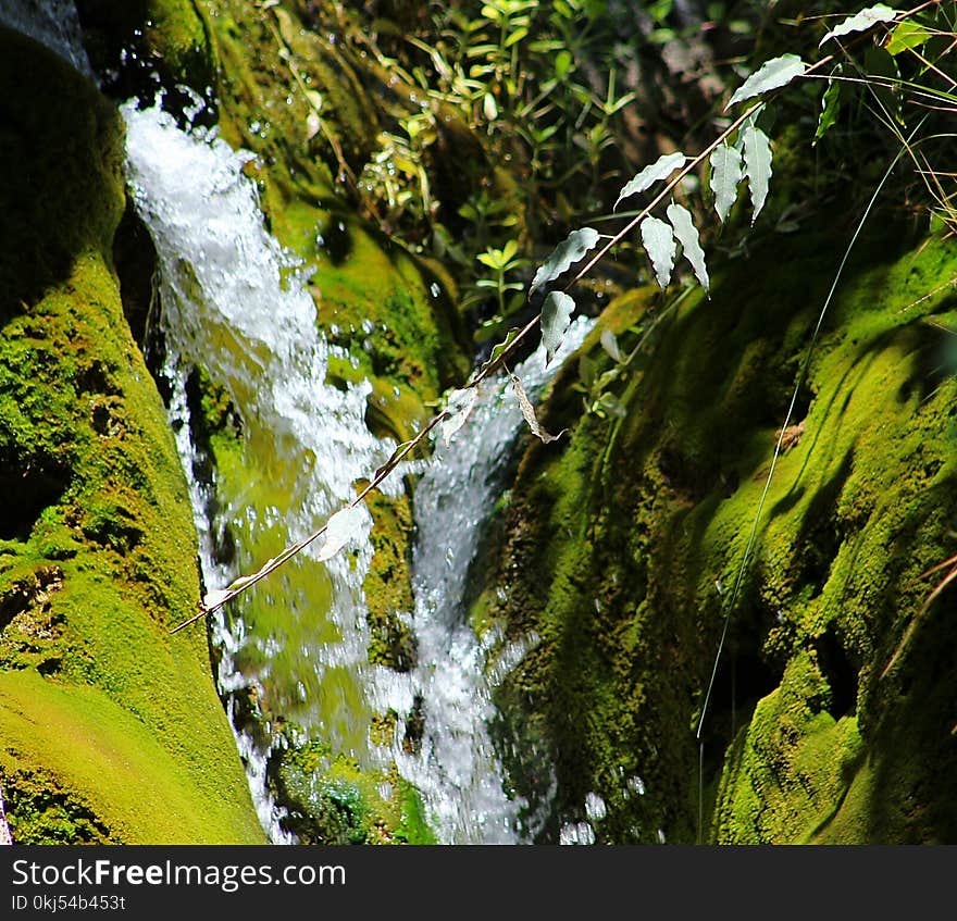 Water Flowing Surrounded With Plants