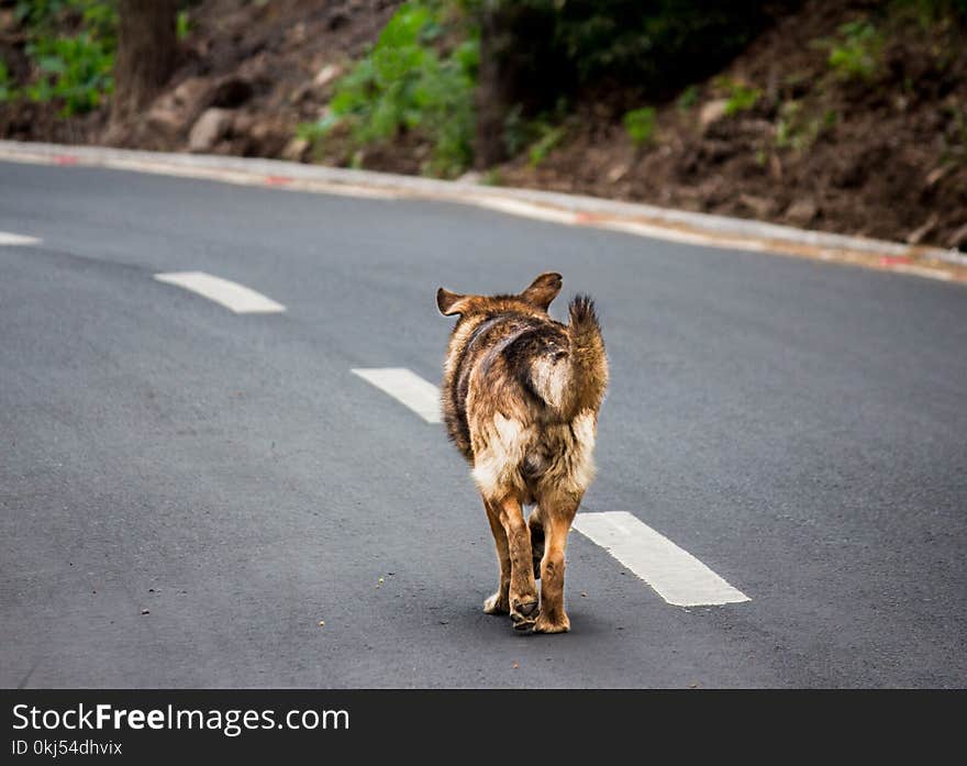 Photo of Adult Brown and Tan German Shepherd Walking on Roadway