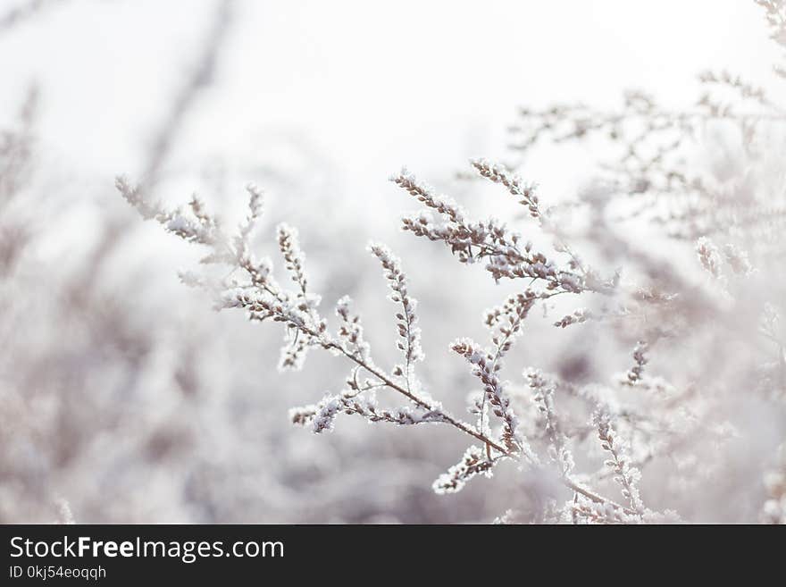 Selective Focus Photography of White Petaled Flower Plant