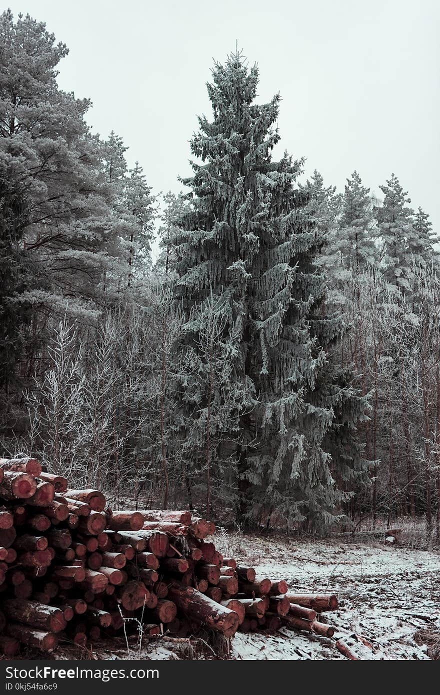 Green Trees Near Pile of Firewoods