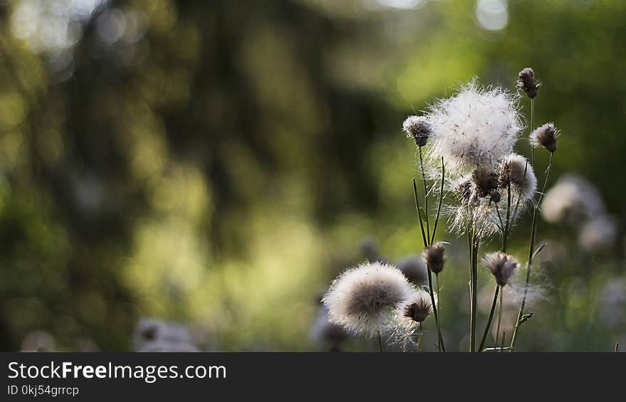 Dandelion