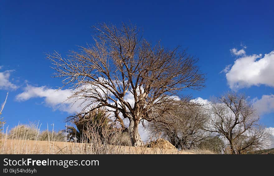 Brown Tree Under Blue Sky