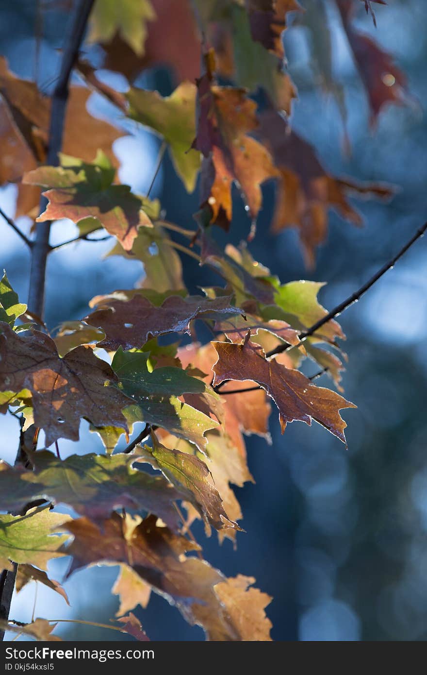 Brown and Green Maple Tree Leaves