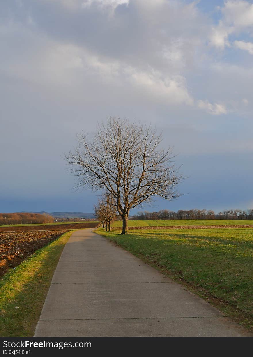 Leafless Tree