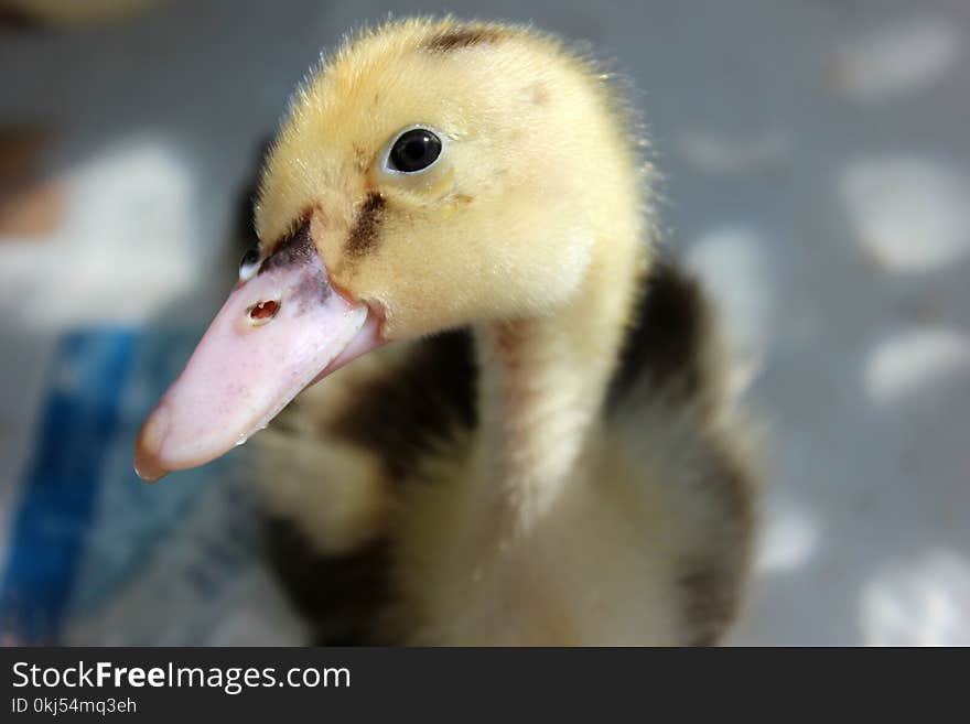 Close Up Photography of Yellow and Black Duckling