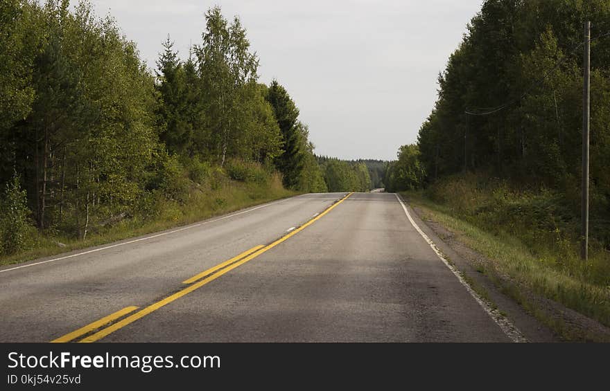 Asphalt Road Surrounded by Green Trees