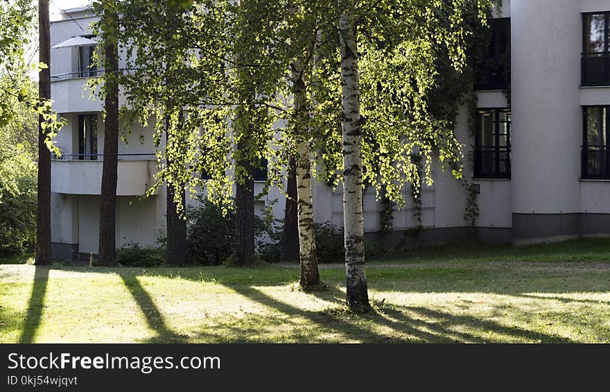 Birch Trees Beside the White Building