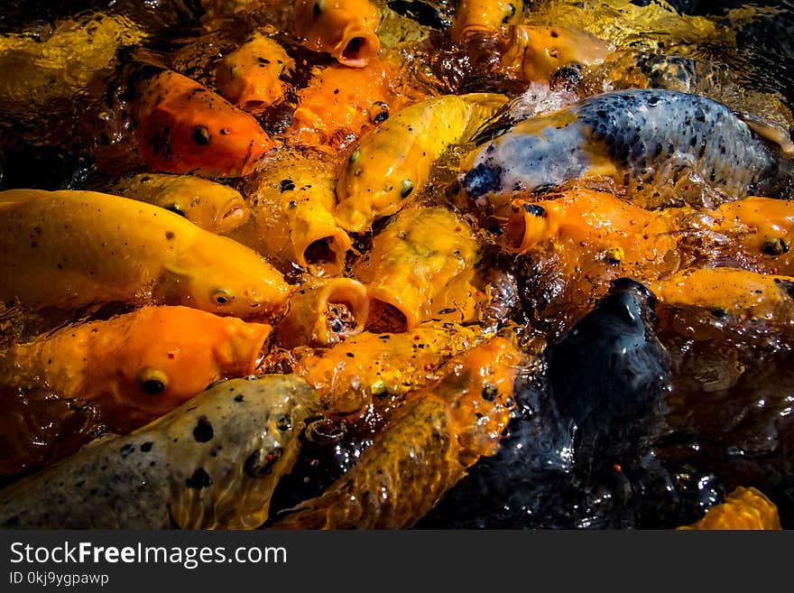 Hungry Koi Fish in Tirta Gangga Water Palace. Hungry Koi Fish in Tirta Gangga Water Palace