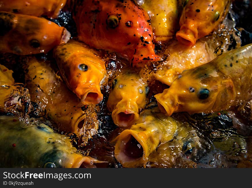 Hungry Koi Fish in Tirta Gangga Water Palace. Hungry Koi Fish in Tirta Gangga Water Palace