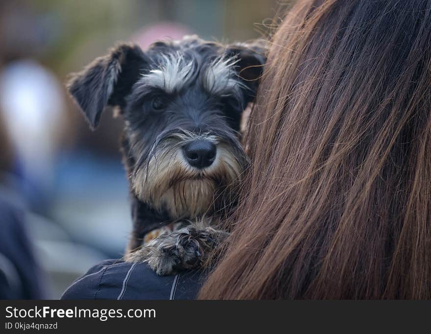 Funny terrier dog sits at the woman 1