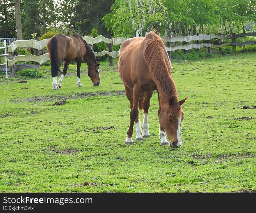 Horse, Pasture, Grazing, Grass