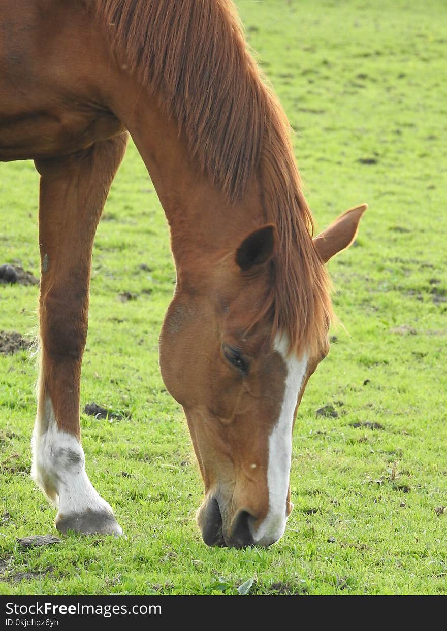 Horse, Grazing, Pasture, Mane