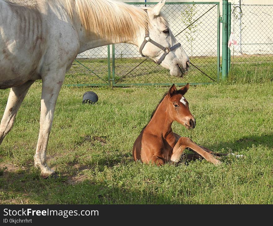 Horse, Pasture, Ecosystem, Horse Like Mammal