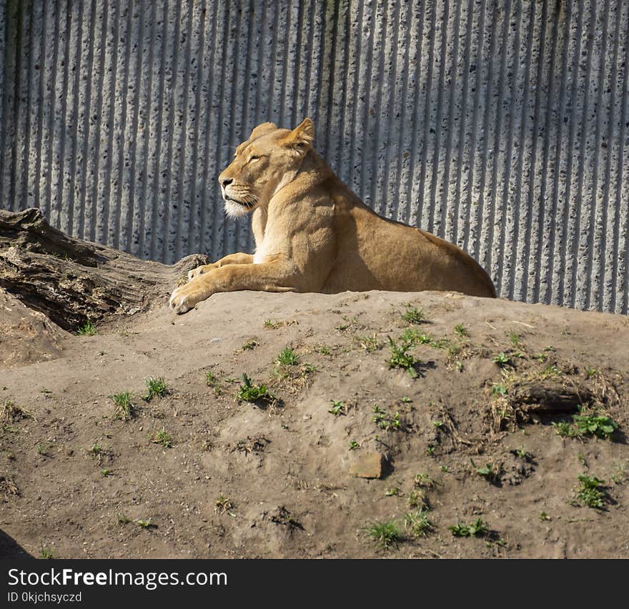 Wildlife, Fauna, Lion, Zoo