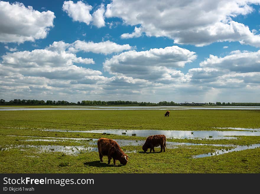 Grassland, Cloud, Sky, Pasture