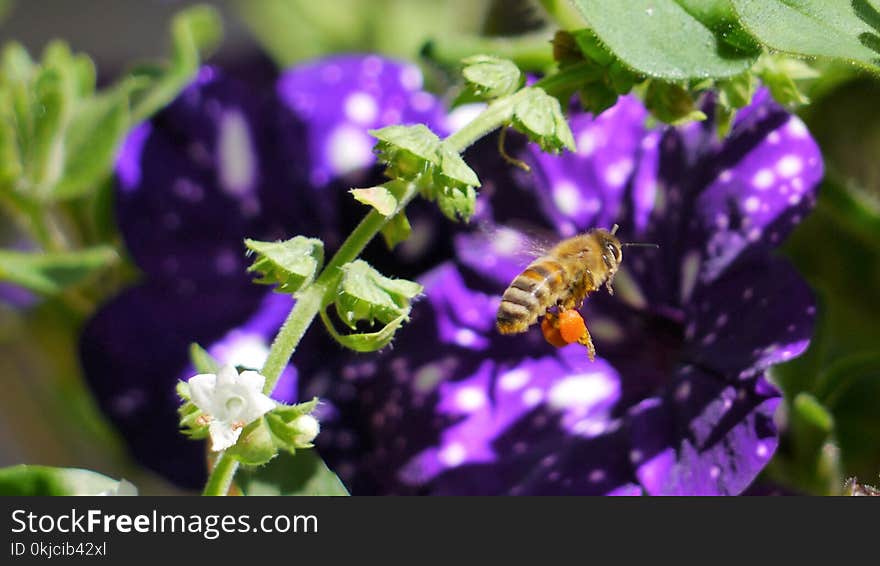 Bee, Honey Bee, Flora, Membrane Winged Insect