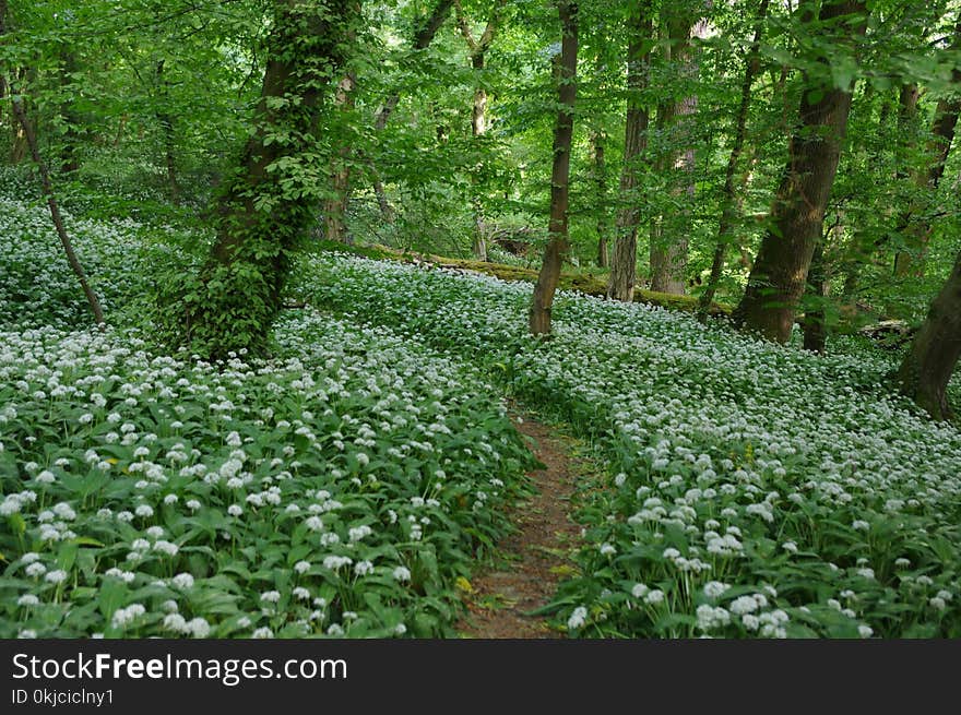 Vegetation, Woodland, Ecosystem, Nature Reserve