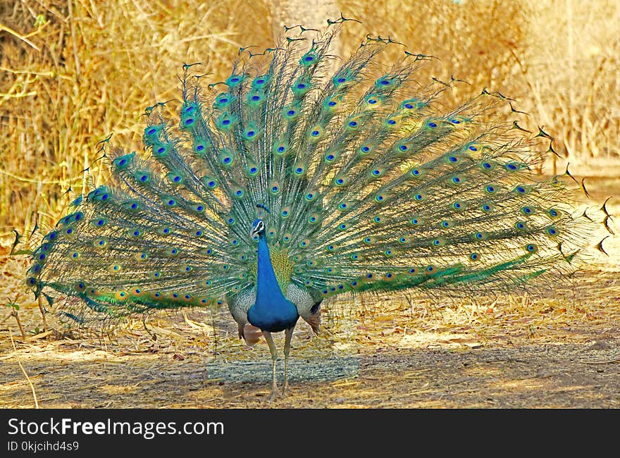 Peafowl, Feather, Beak, Galliformes