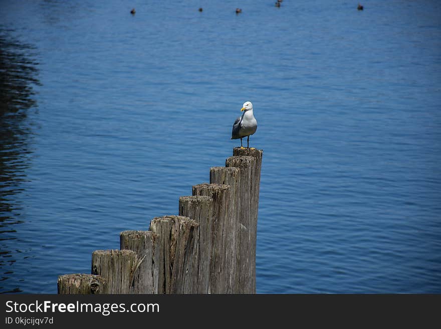 Bird, Sea, Water, Sky