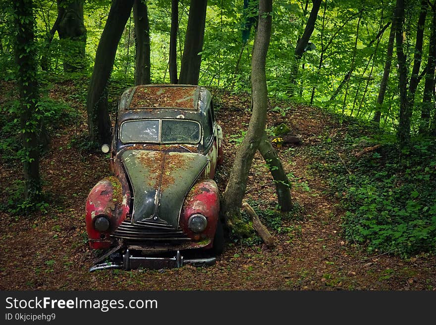 Car, Motor Vehicle, Nature, Green