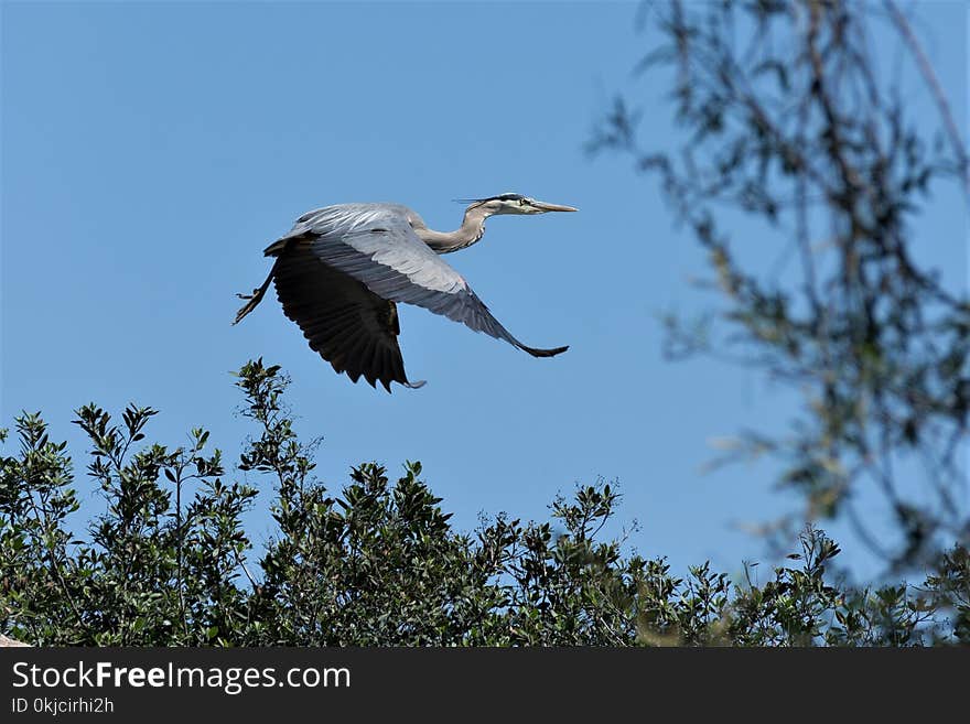 Bird, Beak, Fauna, Sky