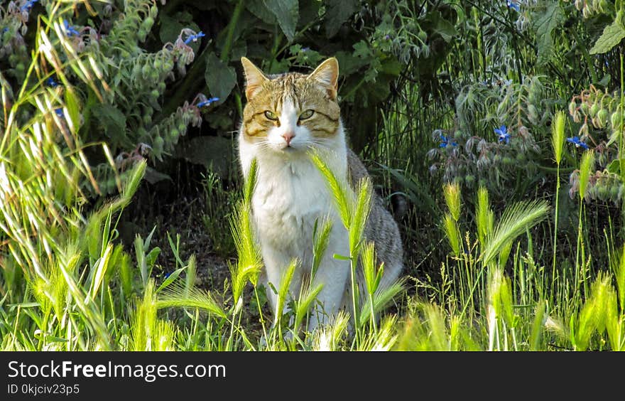 Grass, Fauna, Cat, Wildlife