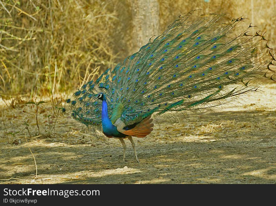 Peafowl, Fauna, Beak, Bird