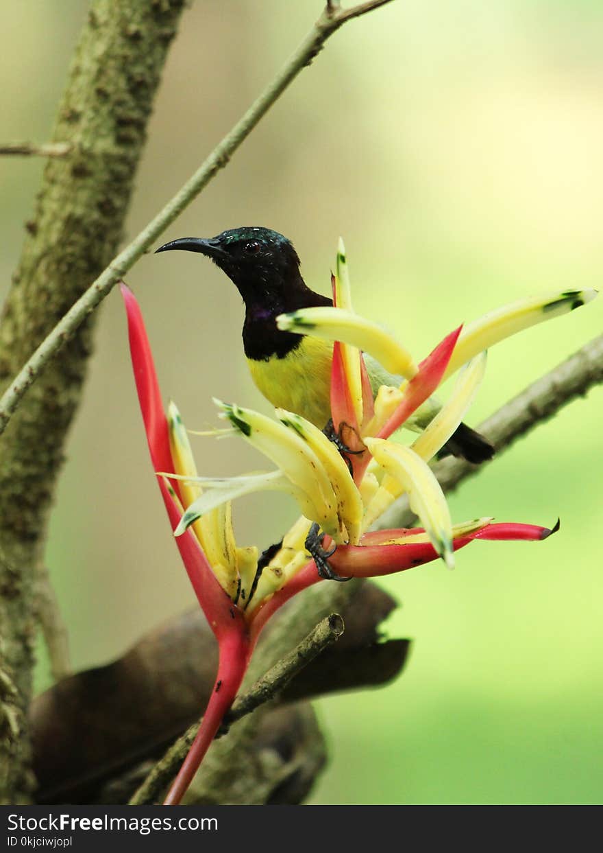 Bird, Beak, Fauna, Flora