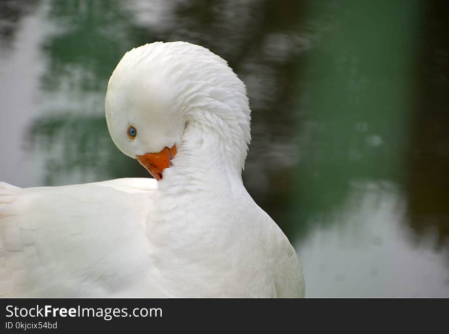 Bird, Water Bird, Beak, Fauna